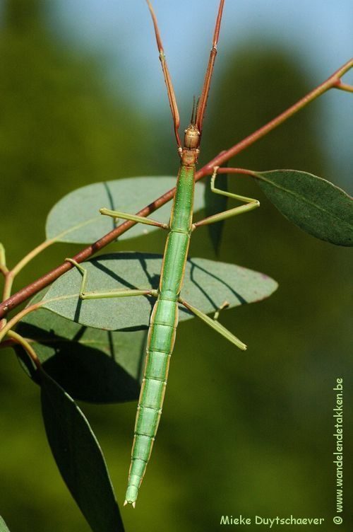 Volwassen vrouw - groen