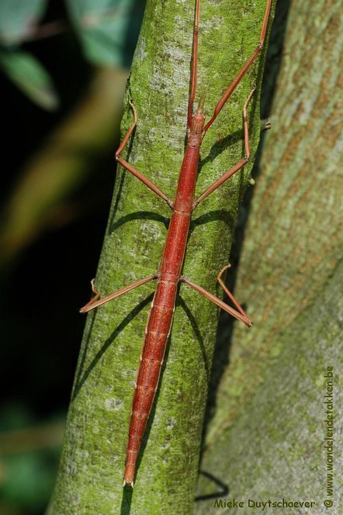 Volwassen vrouw - rood