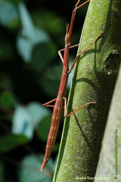 Volwassen vrouw - rood