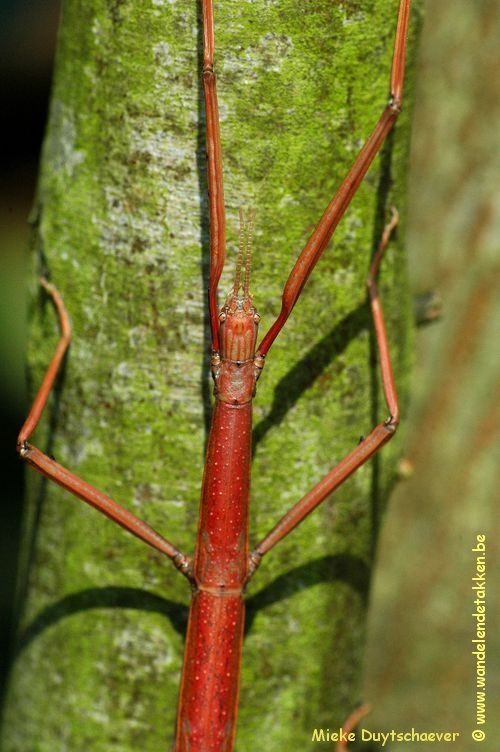 Volwassen vrouw - rood