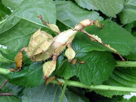 Sub adult vrouw, met groene tint