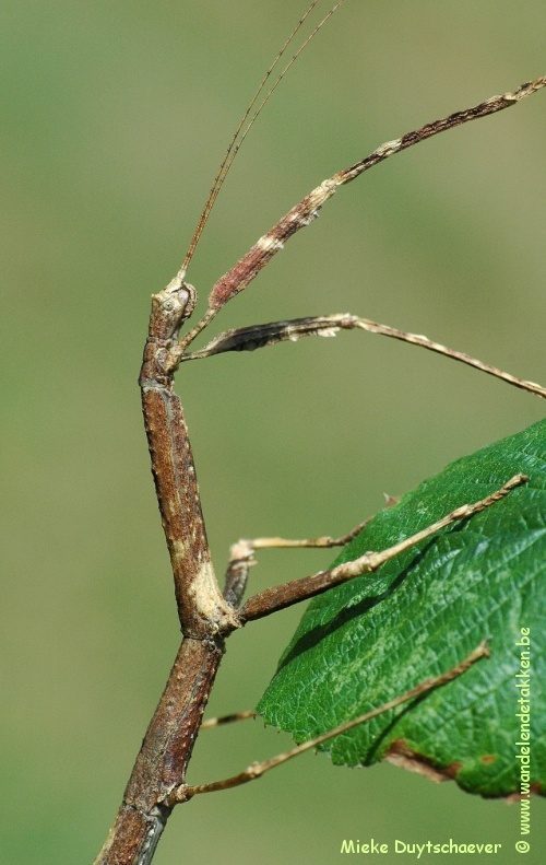 Volwassen vrouw