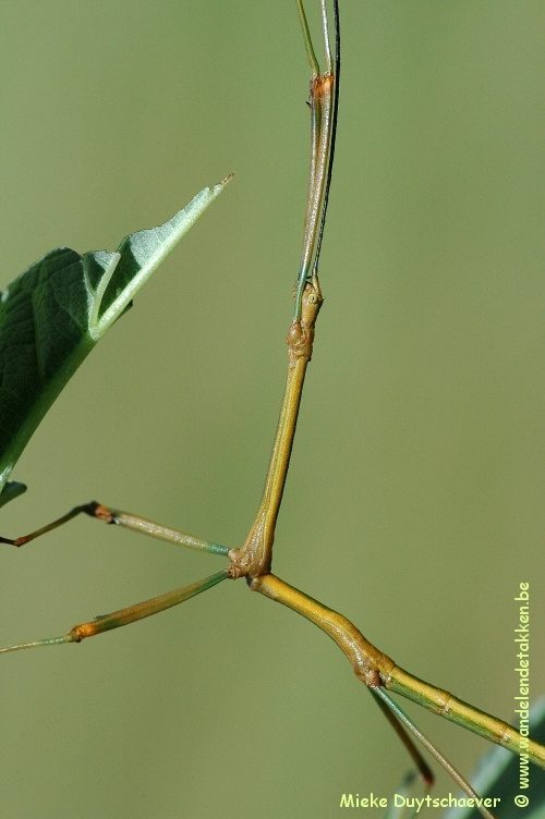 Volwassen man