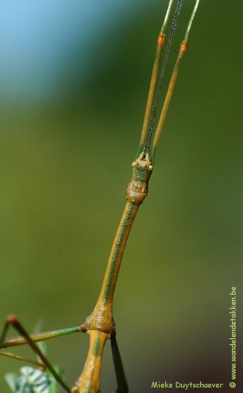 Volwassen man