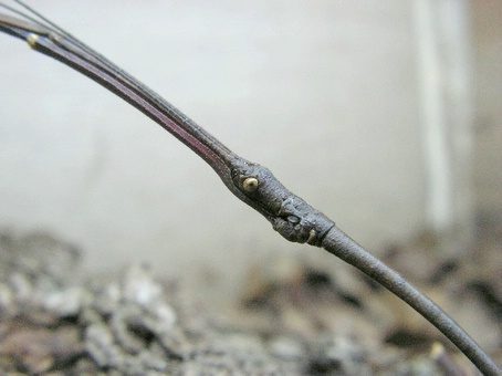 Volwassen man