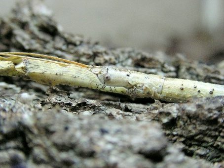 Volwassen witte vrouw (uitzonderlijke kleuring)