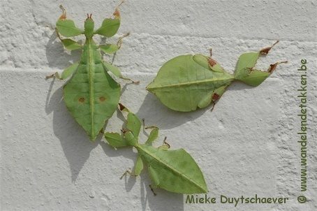 Aantal mannetjes in verschillende vormen