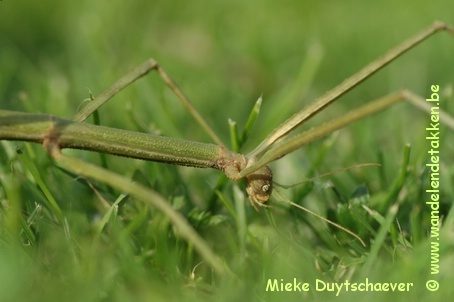 Grazende volwassen vrouw