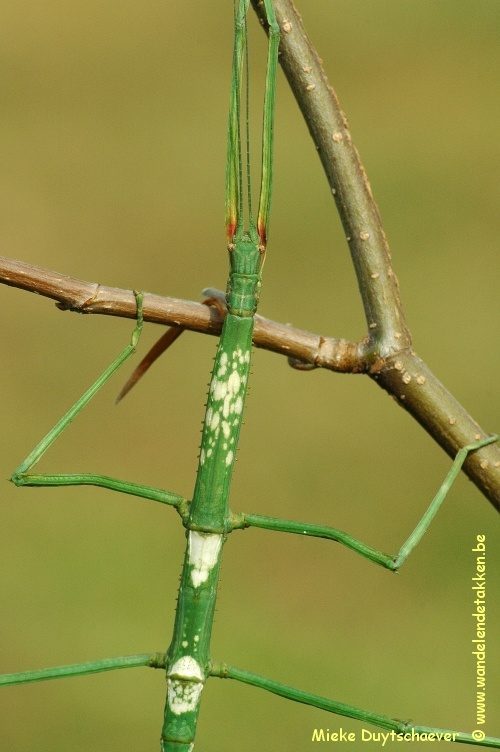 Volwassen vrouw