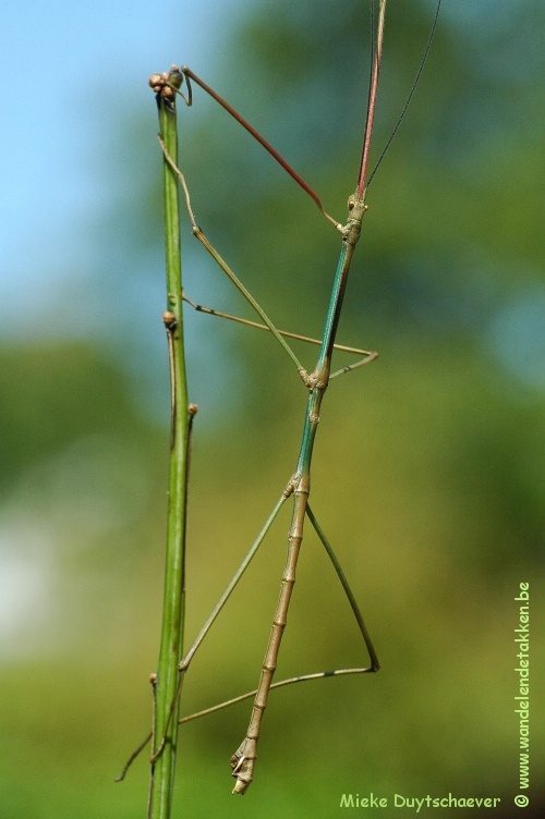 Volwassen man
