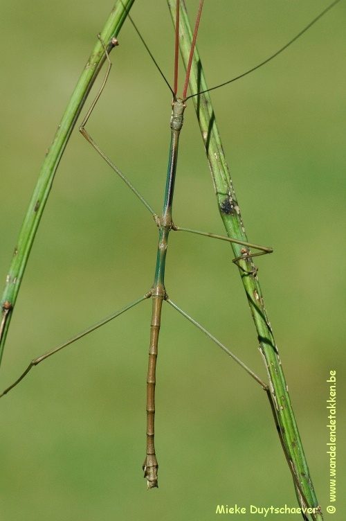 Volwassen man