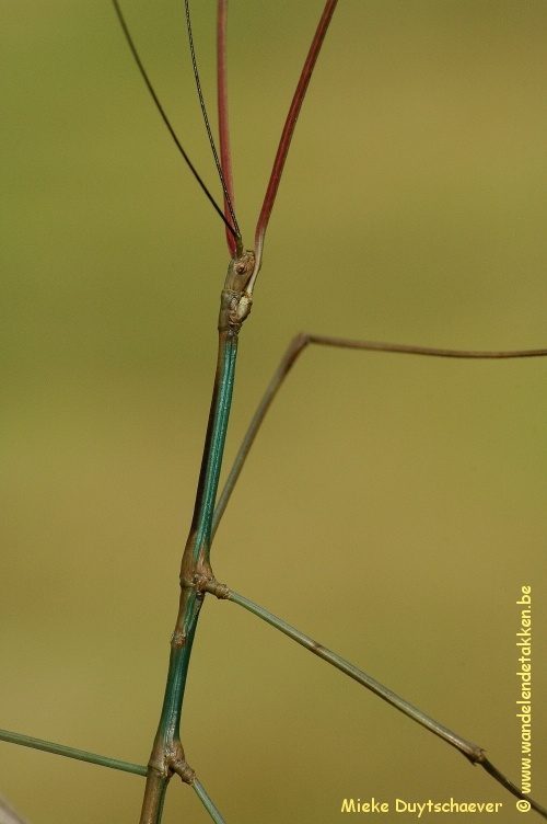 Volwassen man