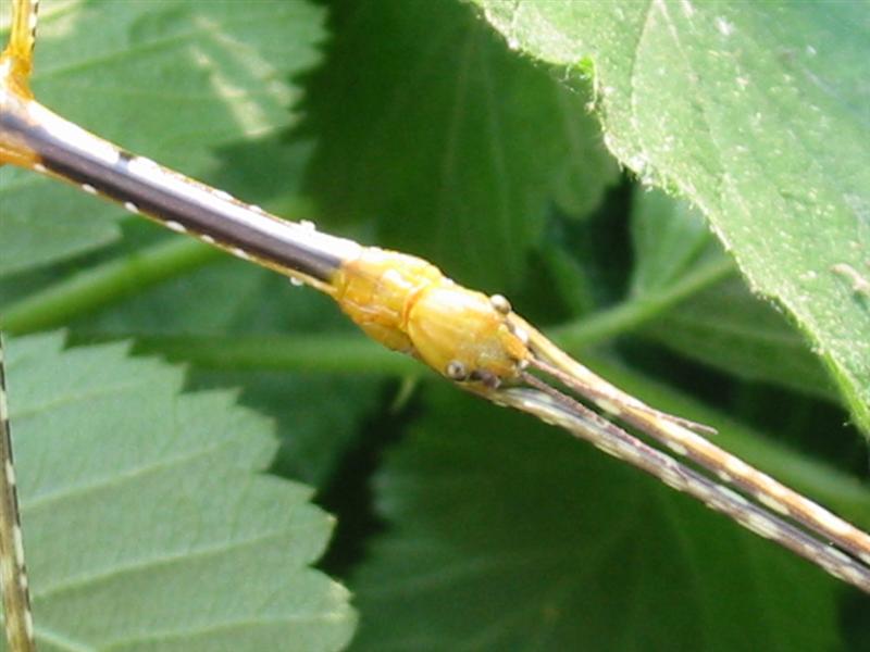 Jong vrouwtje, close-up