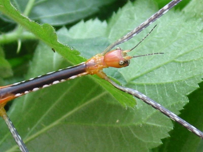 Jong mannetje, close-up