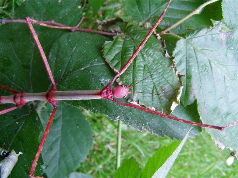 Jong vrouwtje, close-up