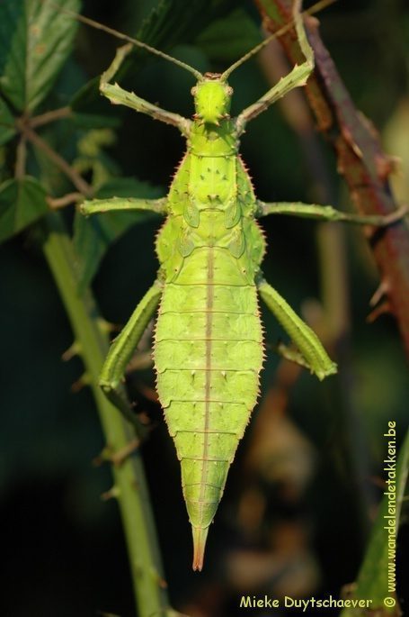 Groen gekleurde nimf vanaf L5