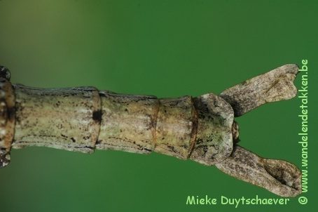 Kwastjes