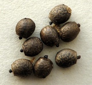 Eitjes