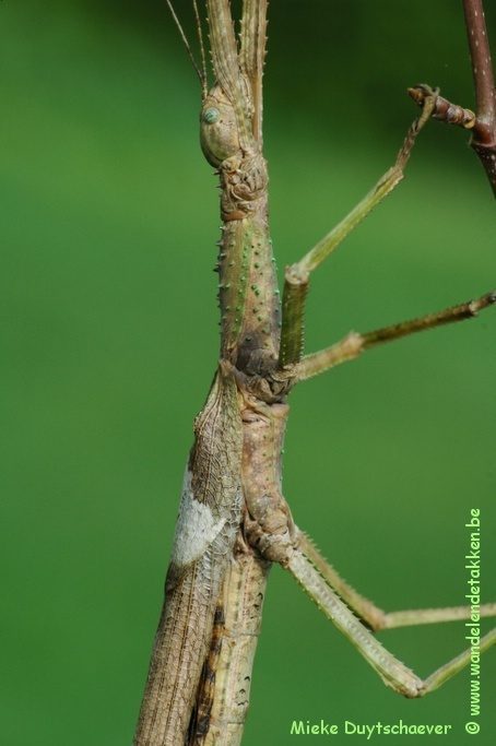 Volwassen vrouw
