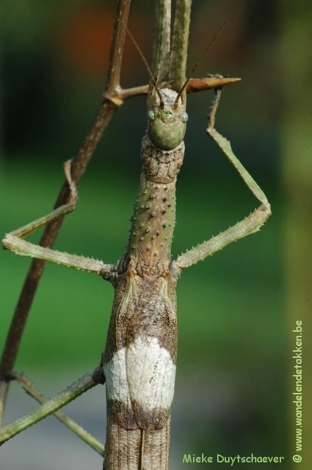 Volwassen vrouw