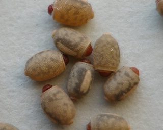 Eitjes