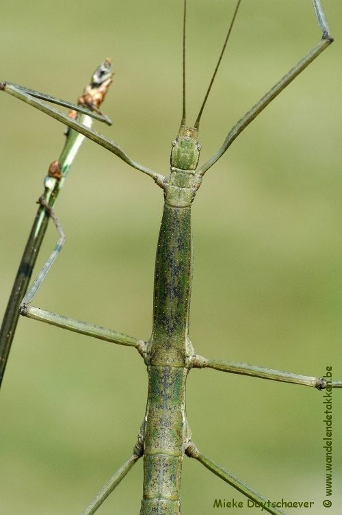 Volwassen vrouw
