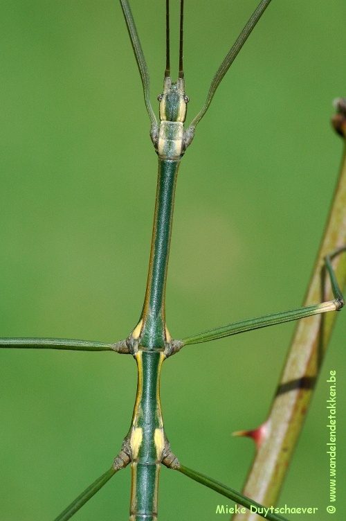 Volwassen man
