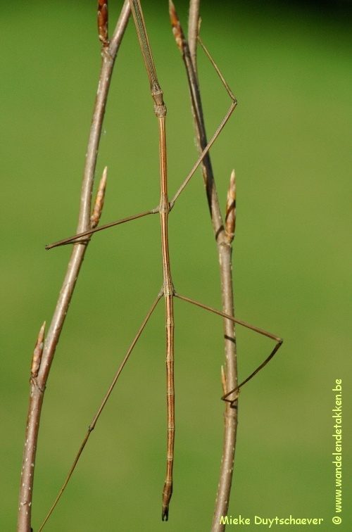 Volwassen man