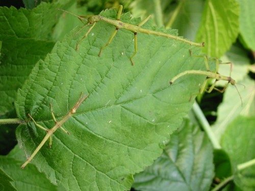 Jonge mannetjes