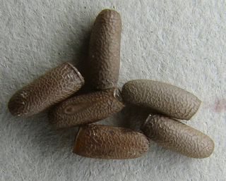 Eitjes