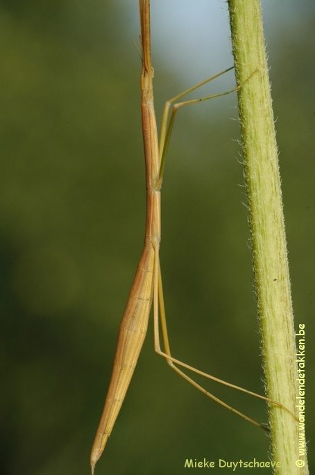 Oudere volwassen vrouw
