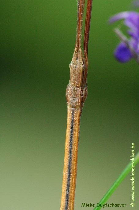 Volwassen man
