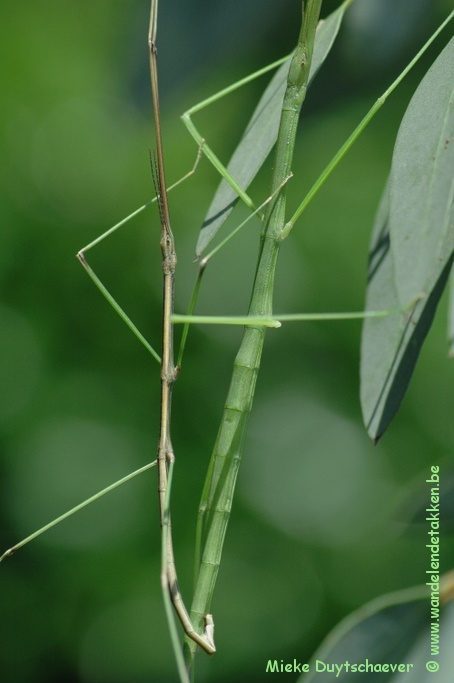 Parend koppel