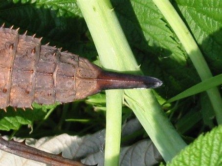Stekel op achterpoot mannetje