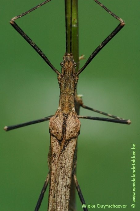 Volwassen vrouw