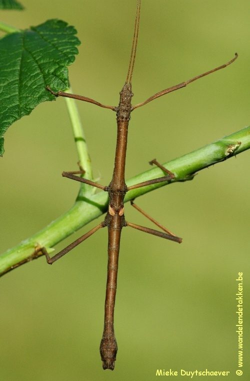 Volwassen man