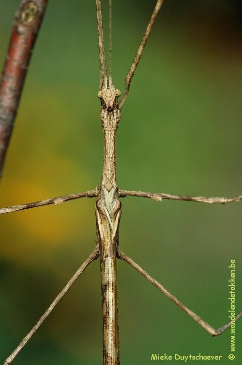 Volwassen man
