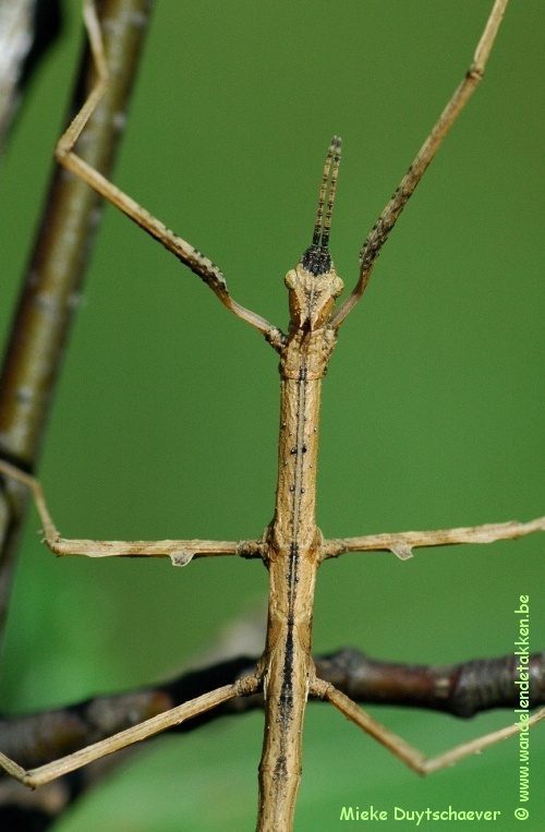 Volwassen vrouw
