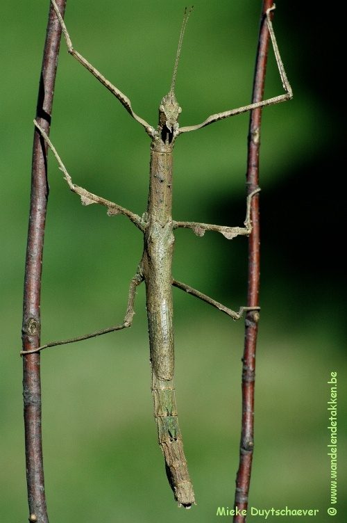 Volwassen vrouw