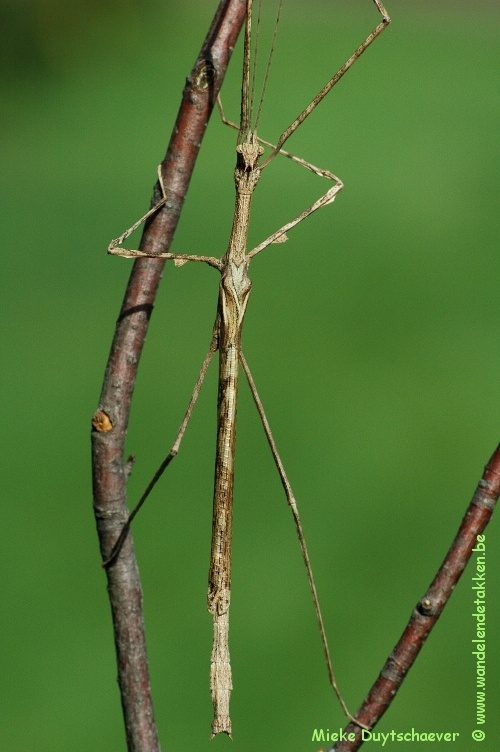 Volwassen man