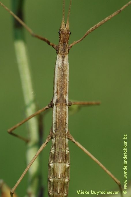 Volwassen vrouw