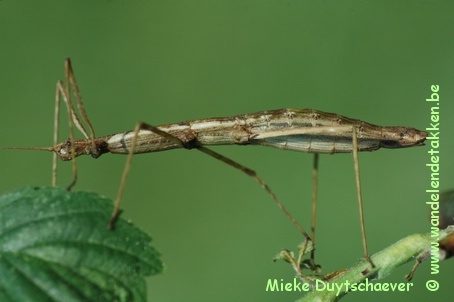 Volwassen vrouw