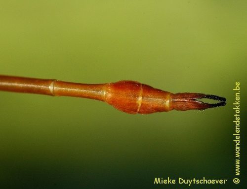 Volwassen man