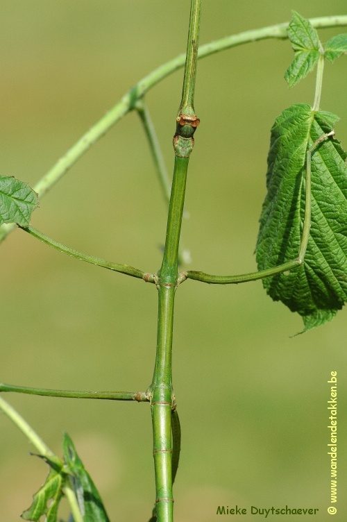 Volwassen vrouw - blauwe variant