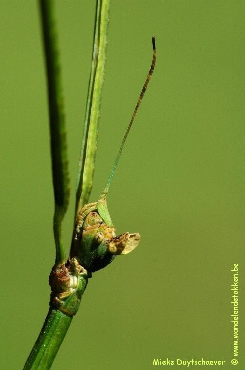 Volwassen vrouw - blauwe variant