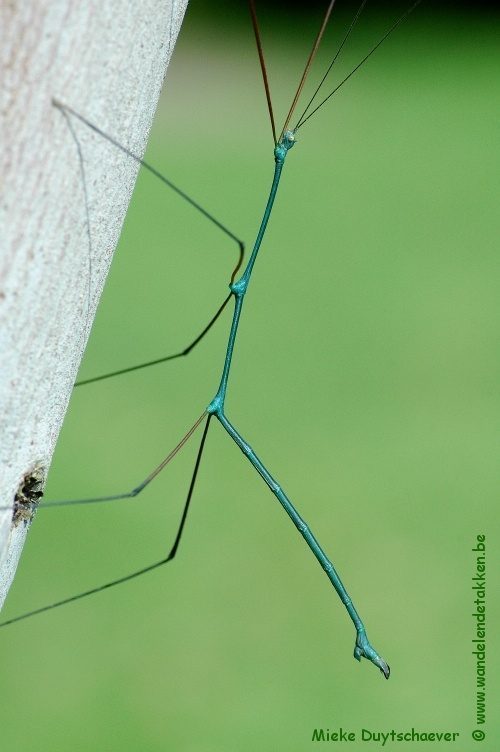 Volwassen man - blauwe variant
