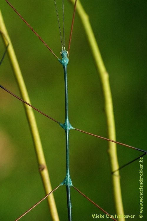 Volwassen man - blauwe variant