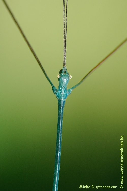 Volwassen man - blauwe variant