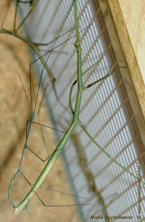 Volwassen koppel - blauwe variant