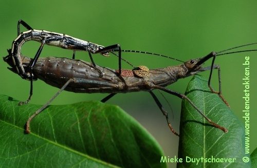 Vreemde paring tussen Anisomorpha buprestoides